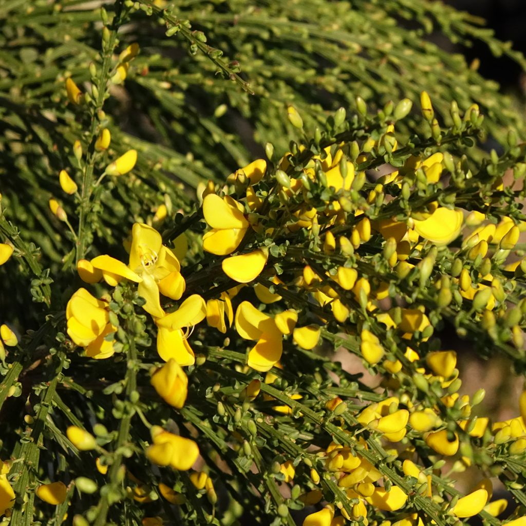 Cytisus scoparius Golden Tears - Brem