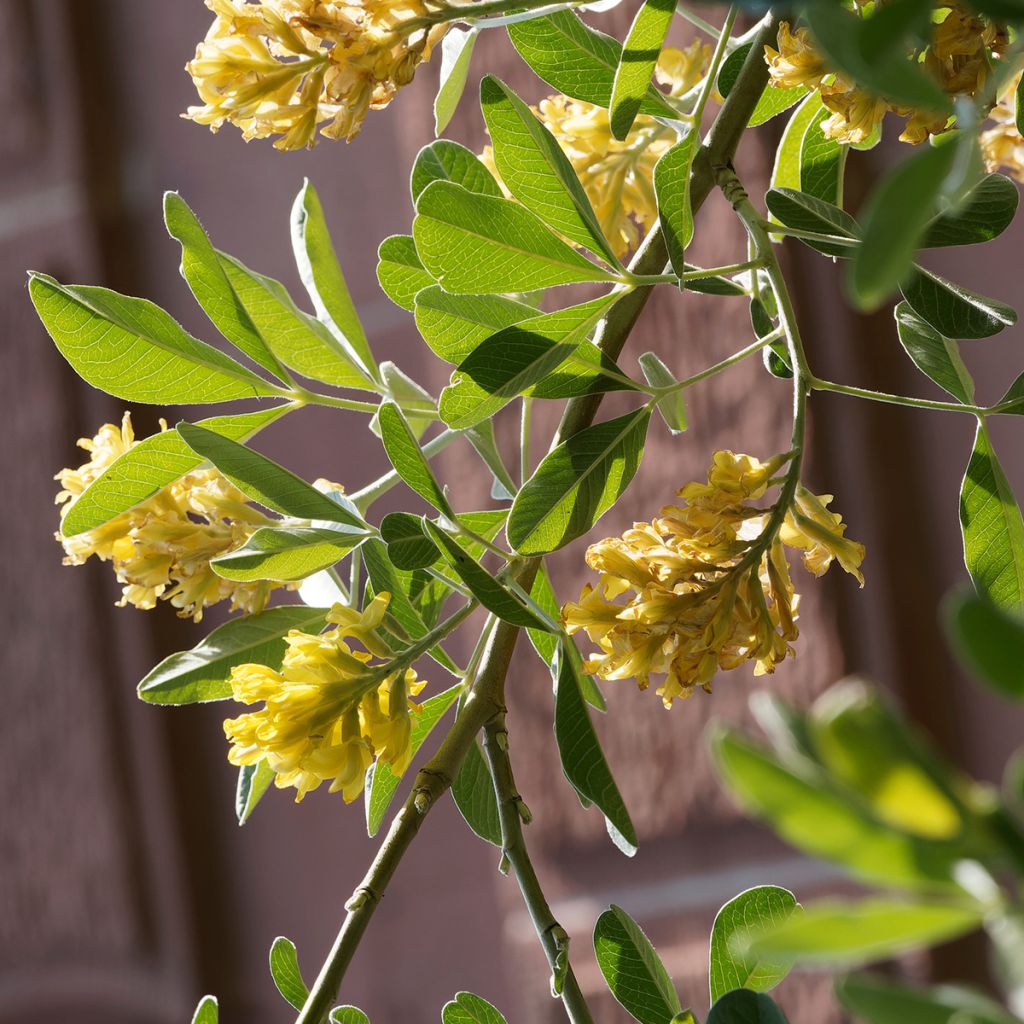 Cytisus battandieri - Marokkaanse boombrem