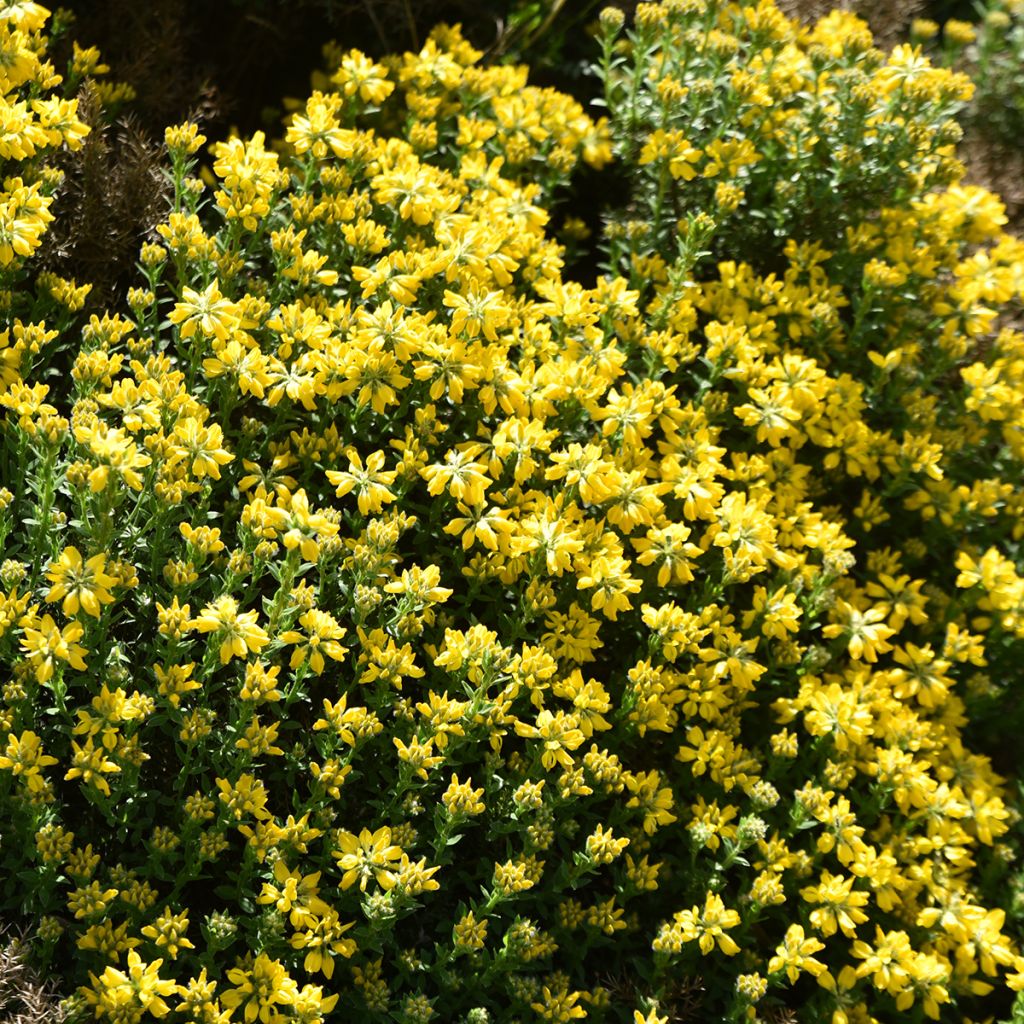 Genista hispanica - Spaanse brem
