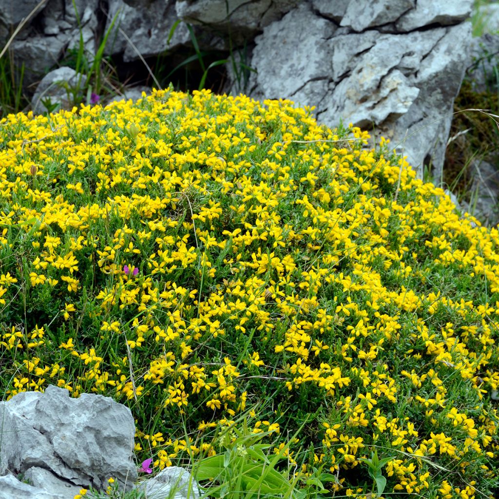 Genista hispanica - Spaanse brem
