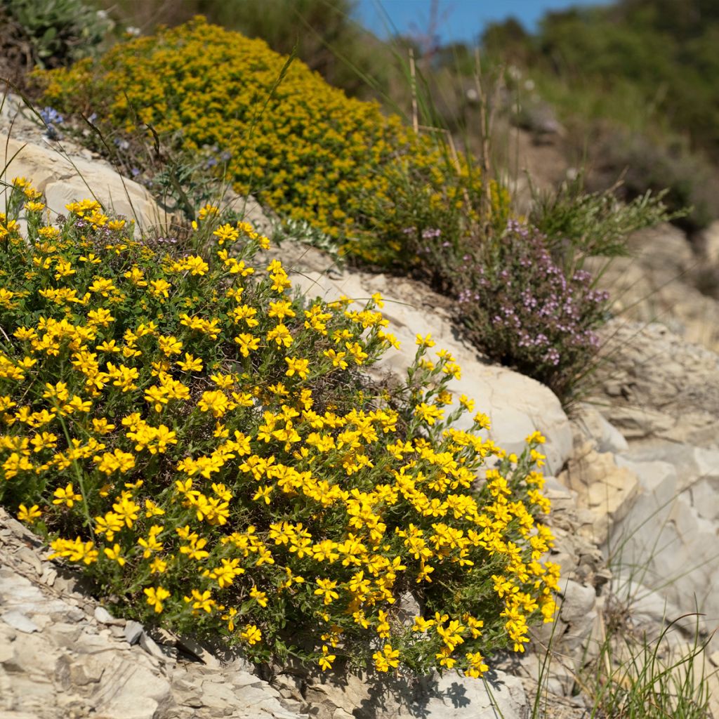 Genista hispanica - Spaanse brem