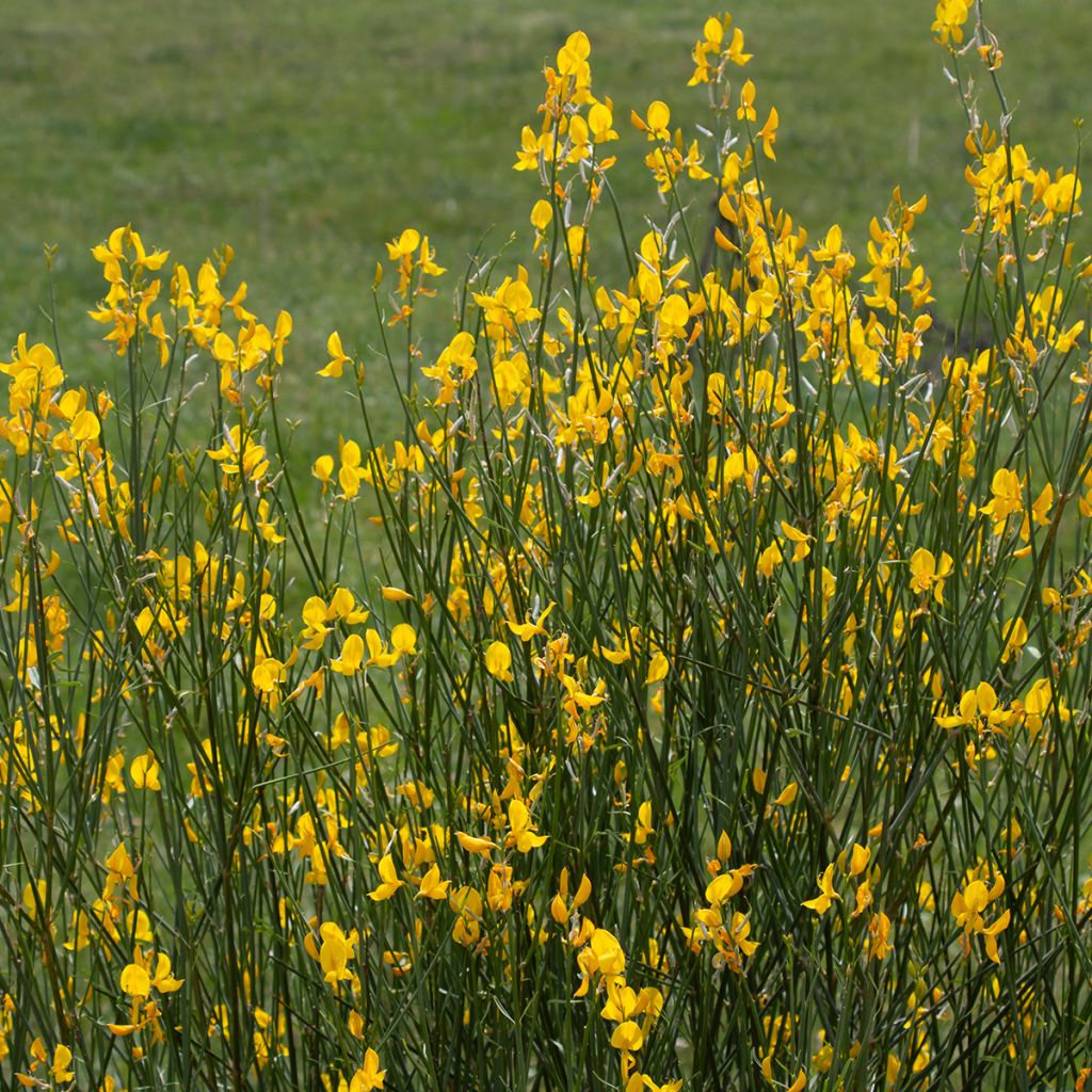 Spartium junceum - Bezemstruik