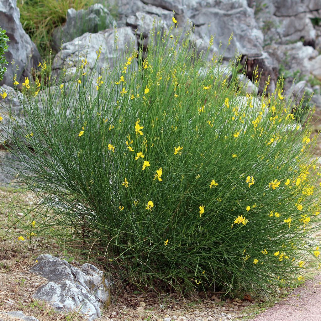 Spartium junceum - Bezemstruik
