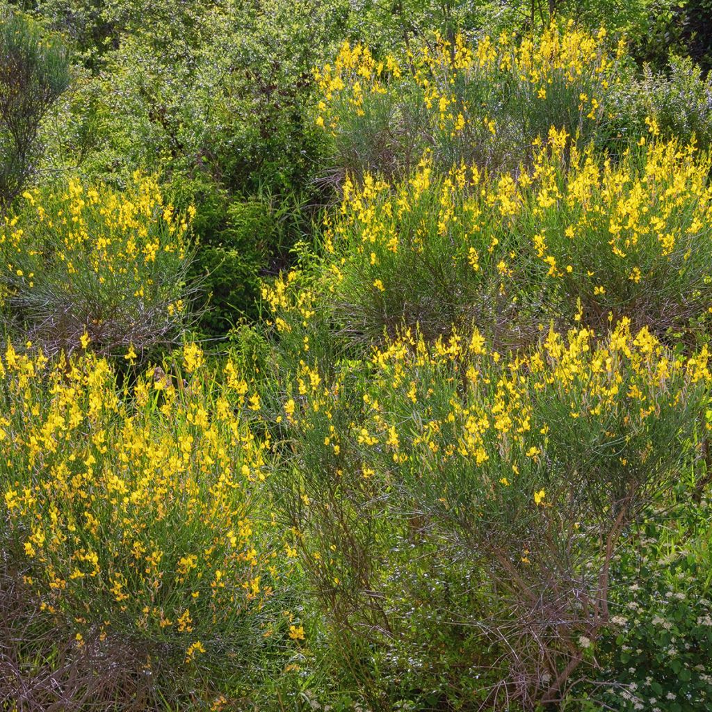 Spartium junceum - Bezemstruik