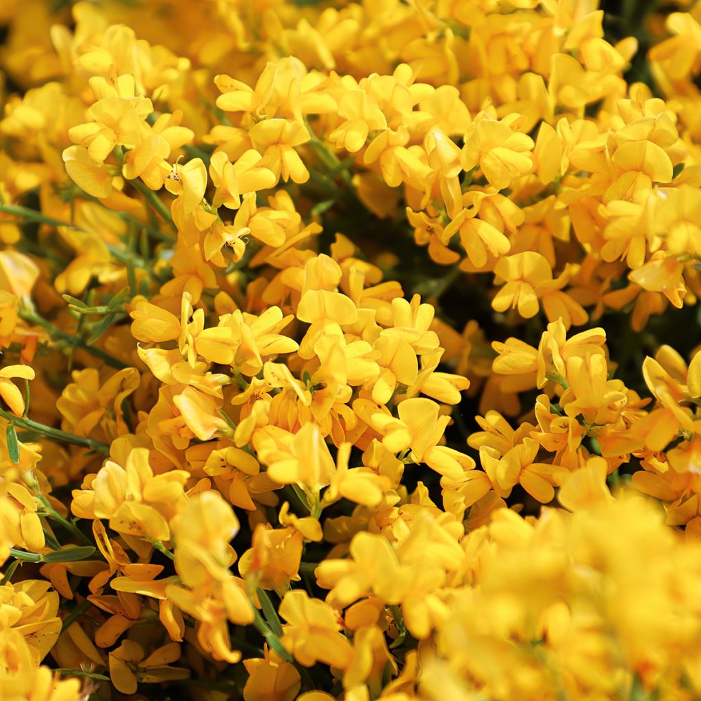 Genista lydia - Heidebrem