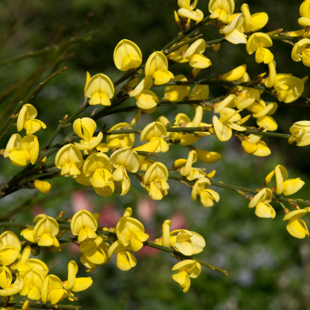 Cytisus praecox Allgold - Brem