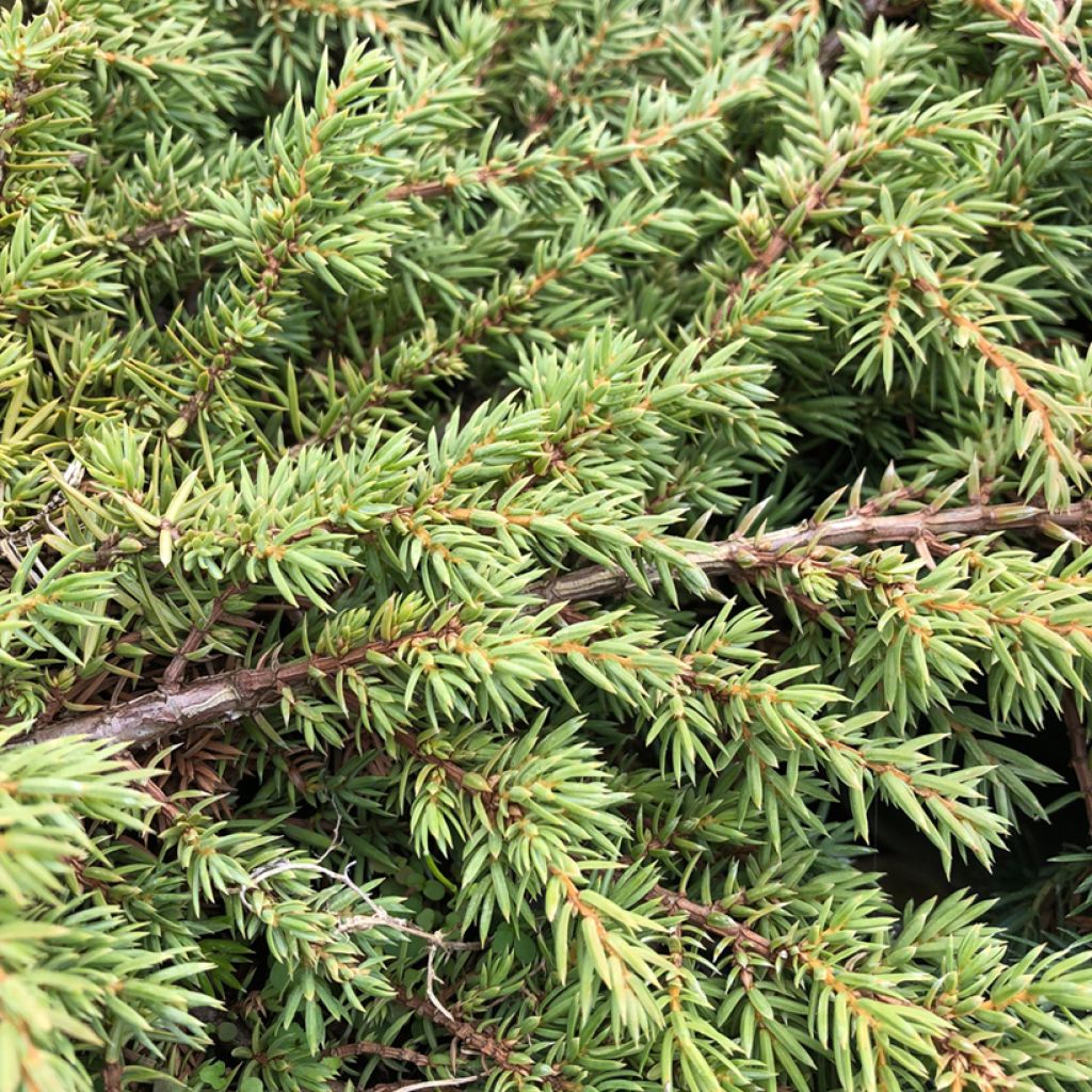 Juniperus communis Green Carpet - Jeneverbes