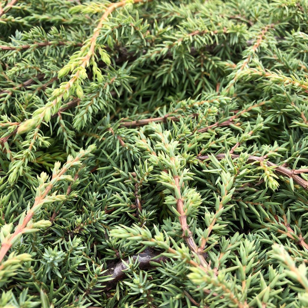 Juniperus communis Green Carpet - Jeneverbes