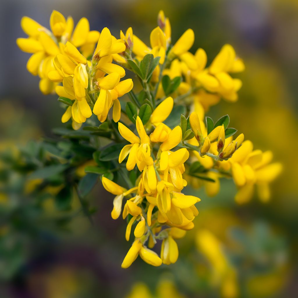 Genista Porlock - Heidebrem