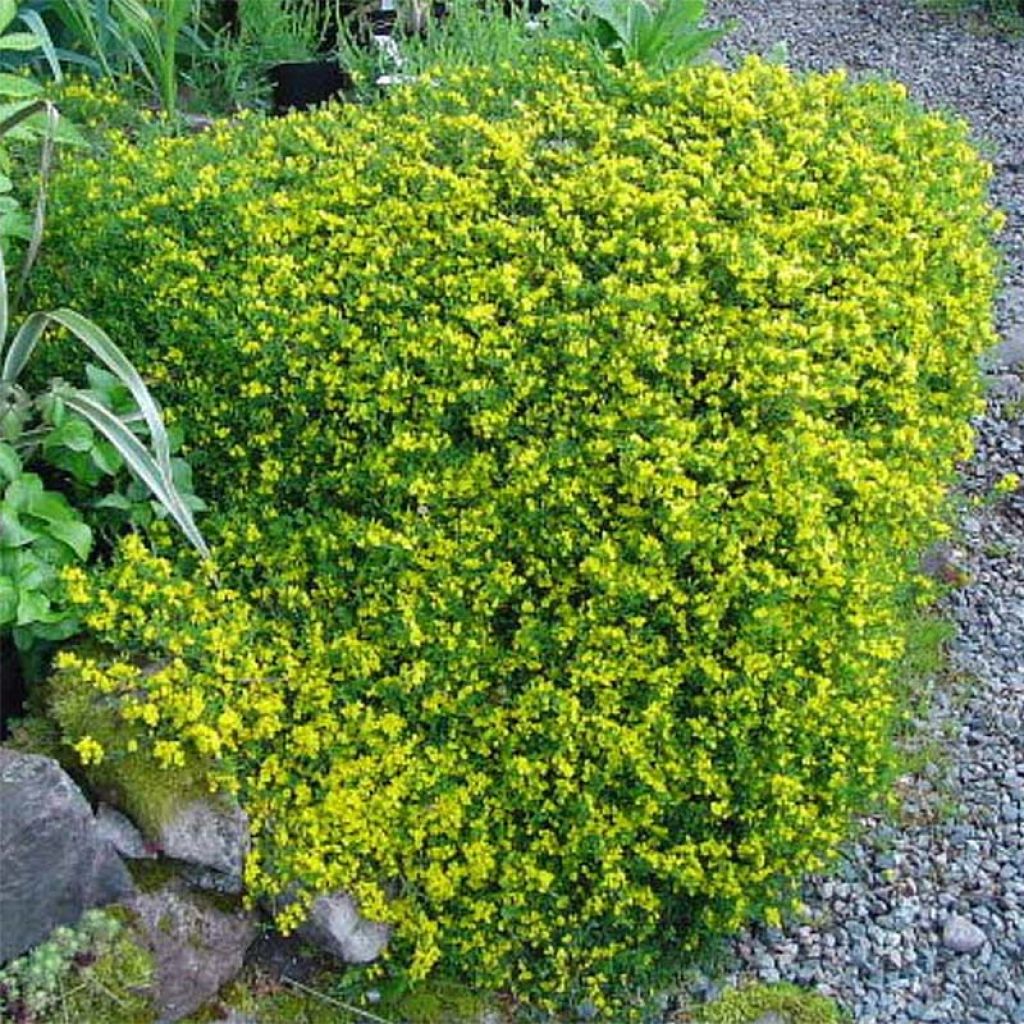 Genista pilosa Vancouver Gold - Kruipbrem
