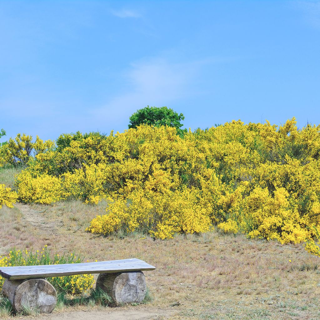 Genista pilosa Vancouver Gold - Kruipbrem