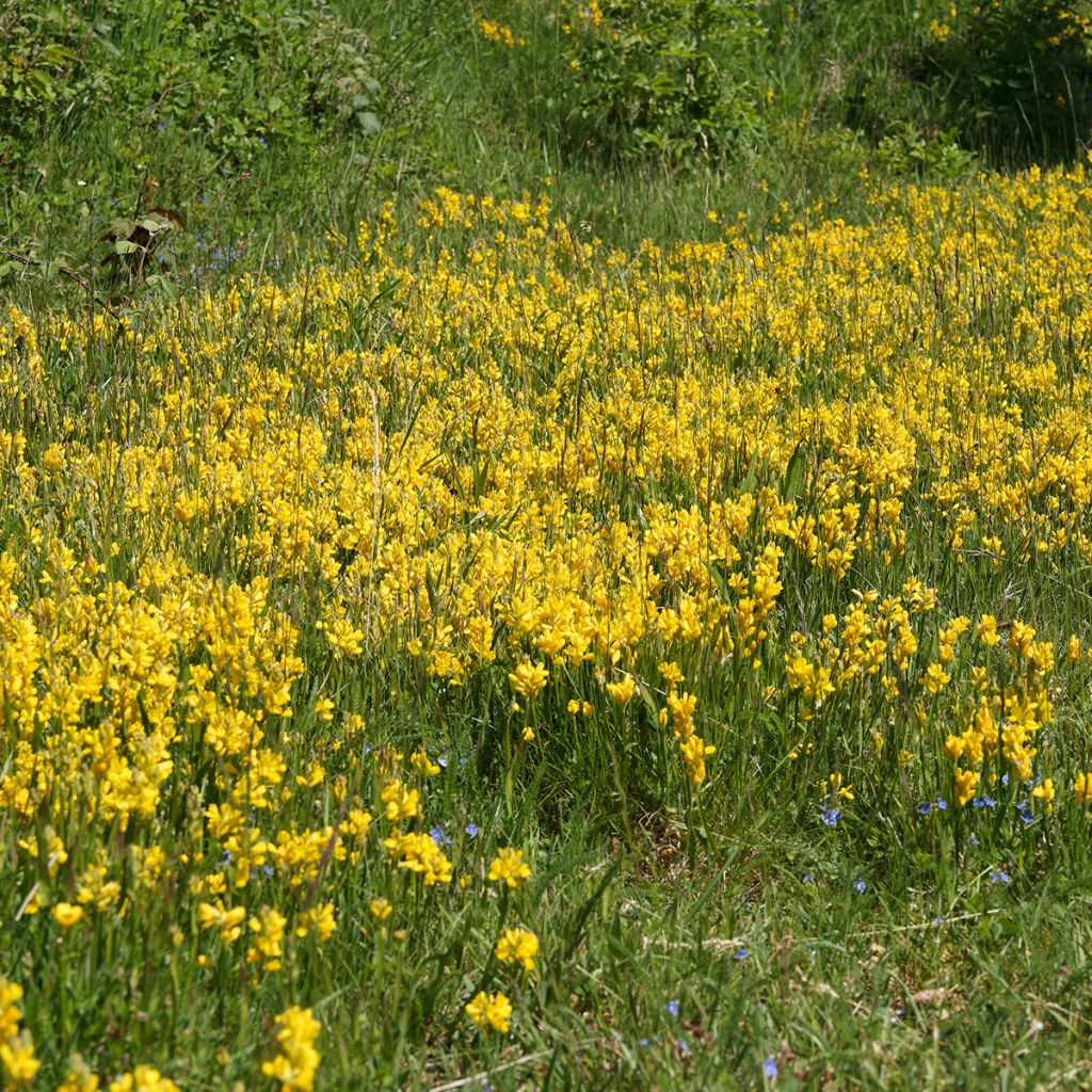 Genista sagittalis - Pijlbrem