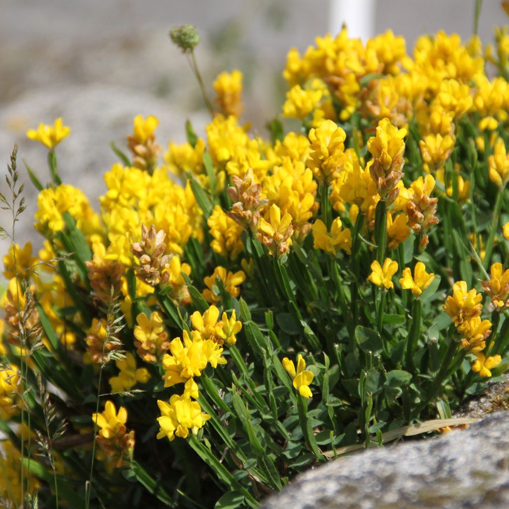 Genista sagittalis - Pijlbrem