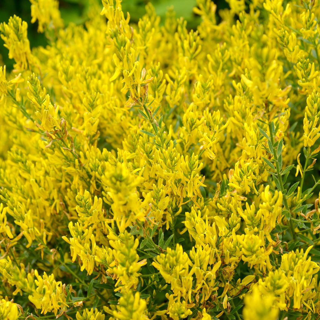 Genista tinctoria Royal Gold - Verfbrem