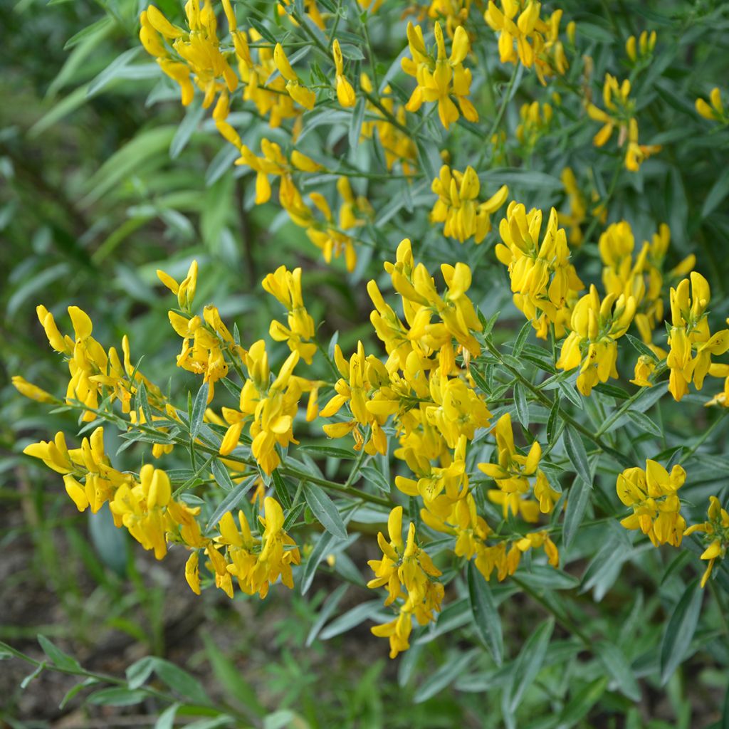 Genista tinctoria Royal Gold - Verfbrem