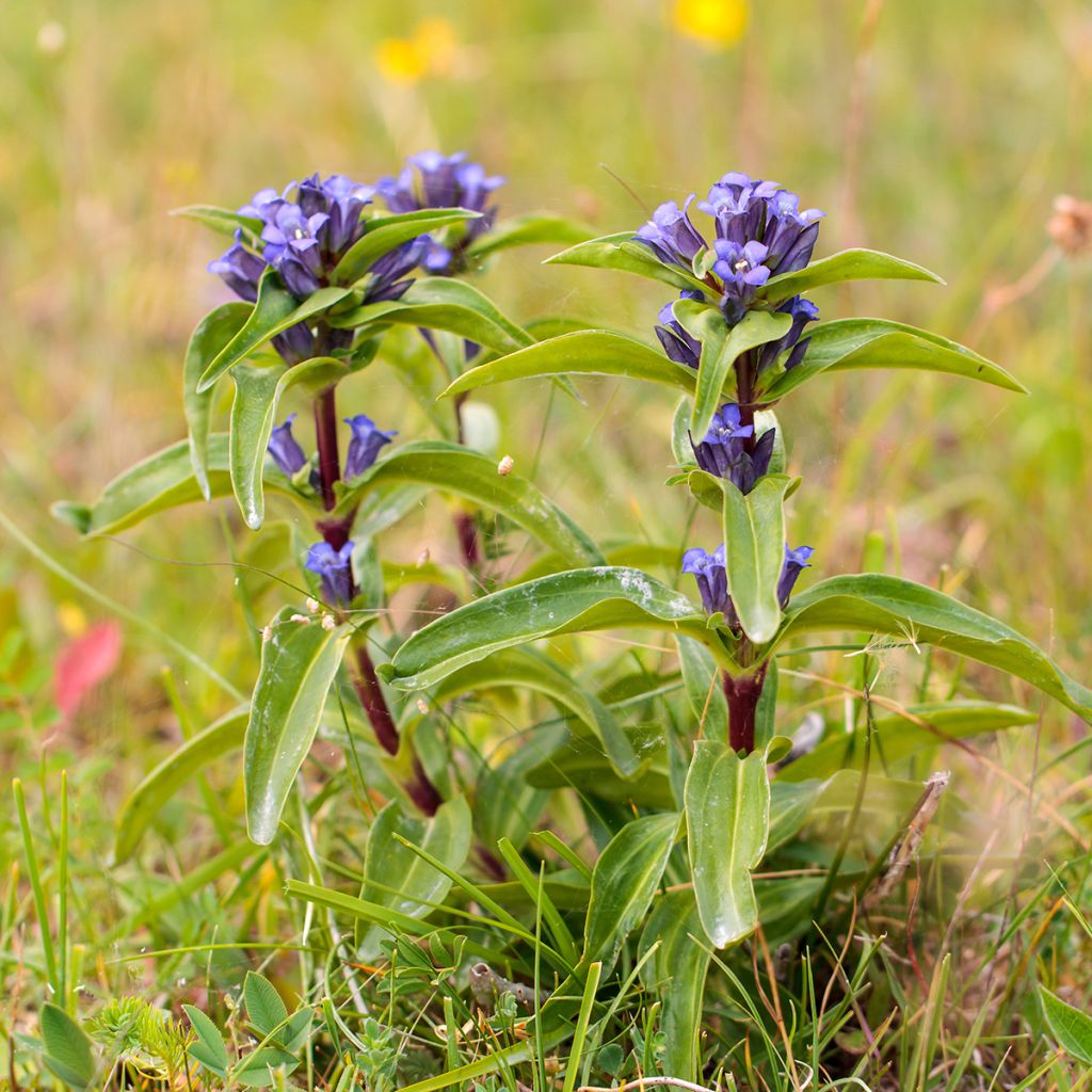Gentiana cruciata - Kruisbladgentiaan