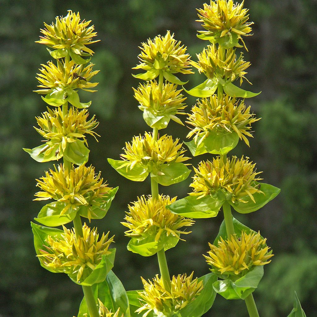 Gentiana lutea - Gele gentiaan