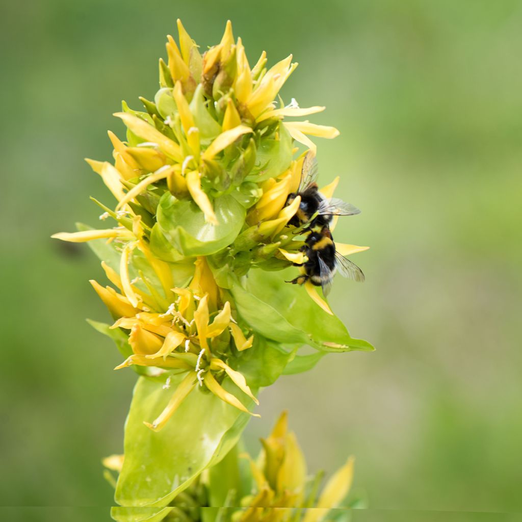 Gentiana lutea - Gele gentiaan