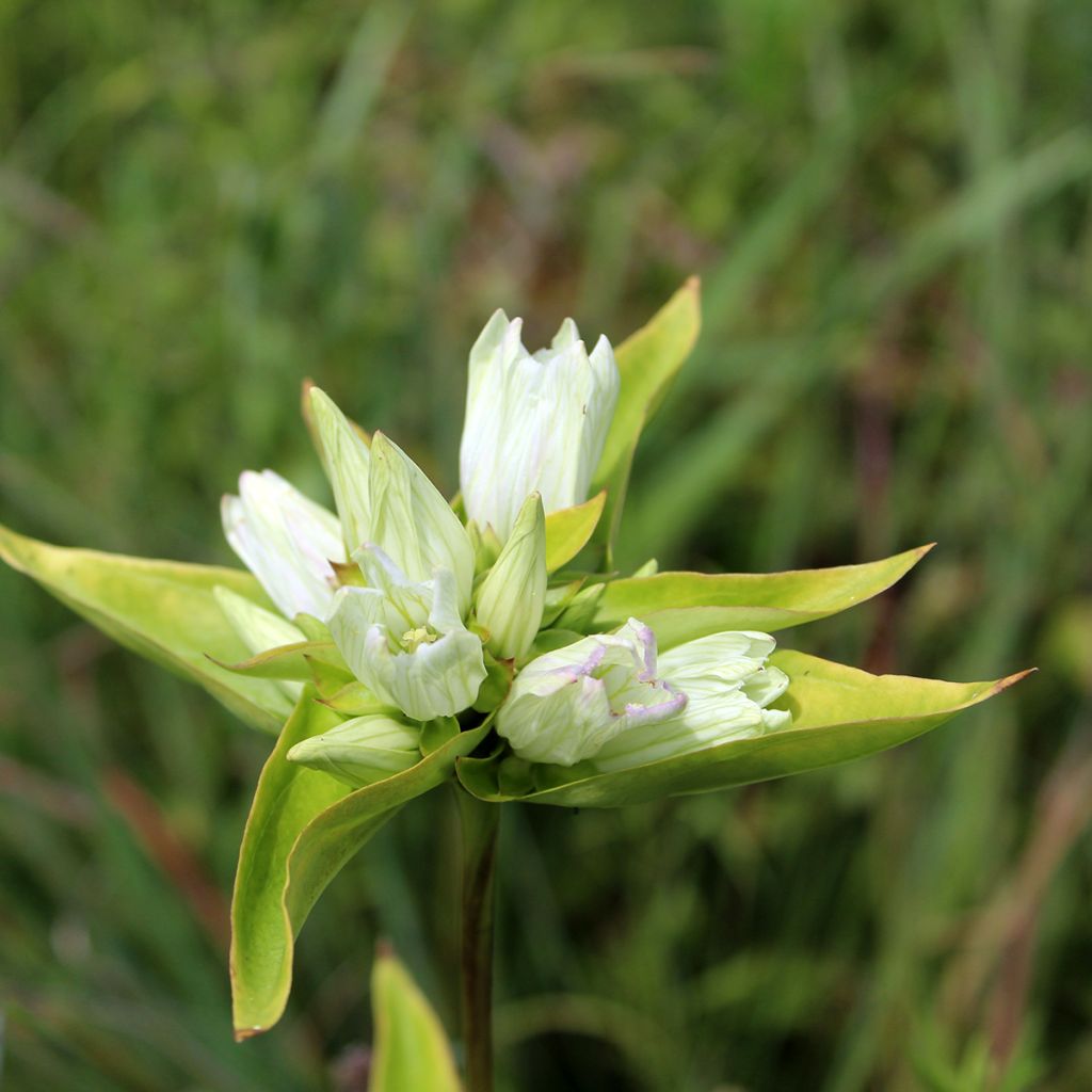 Gentiana asclepiadea alba - Zijdeplantgentiaan