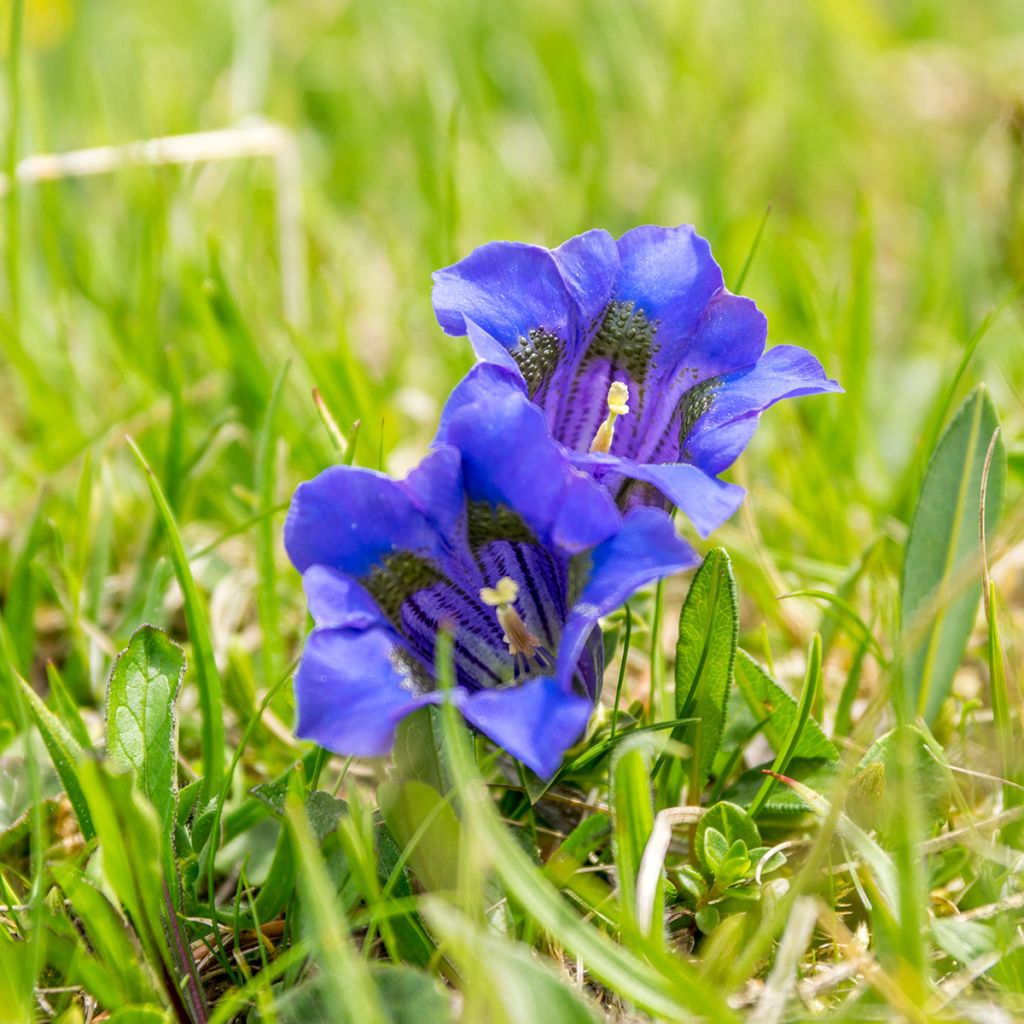 Gentiana acaulis - Stengelloze gentiaan