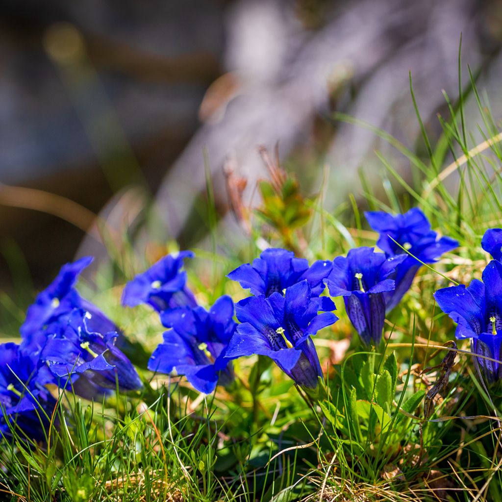 Gentiana acaulis - Stengelloze gentiaan