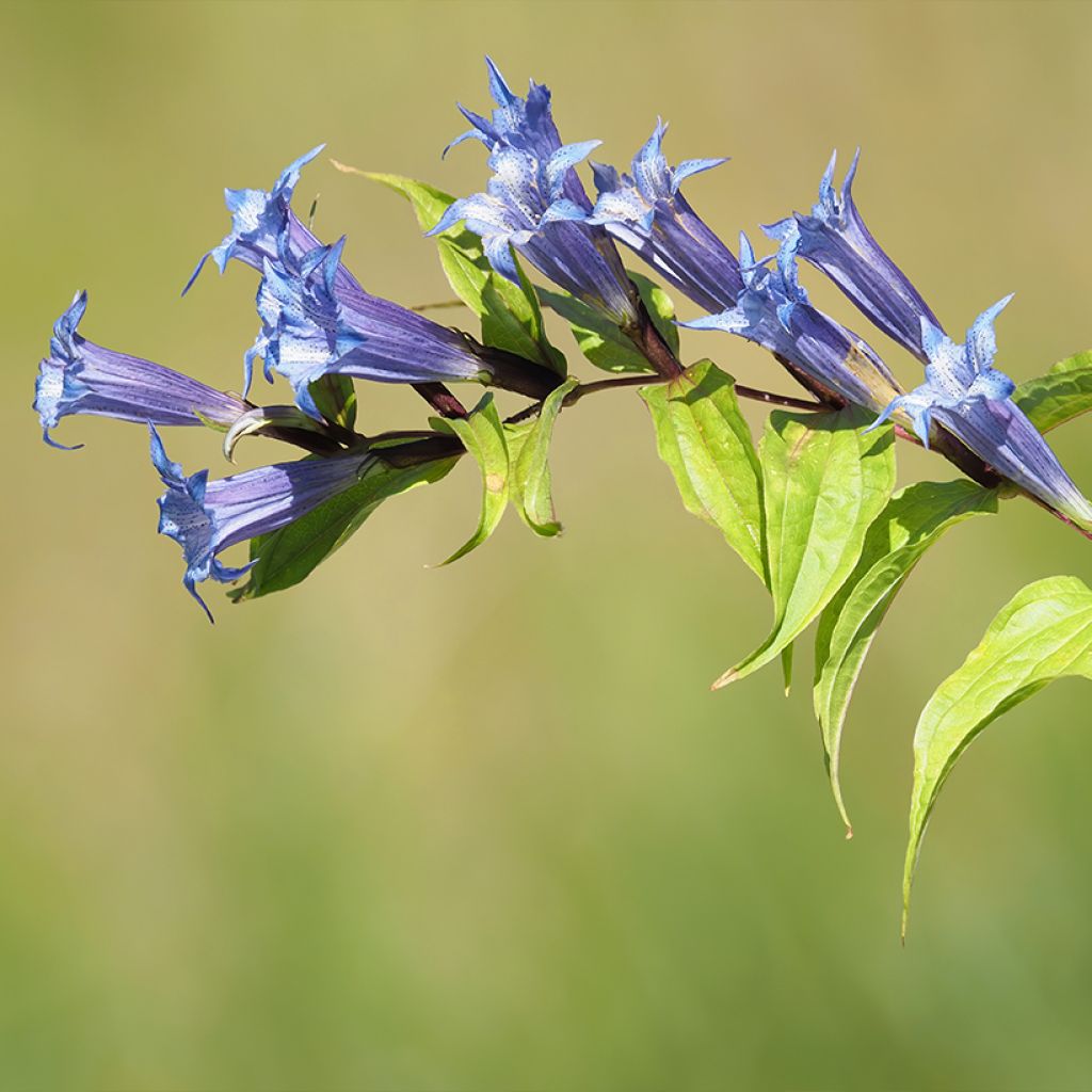 Gentiana asclepiadea - Zijdeplantgentiaan