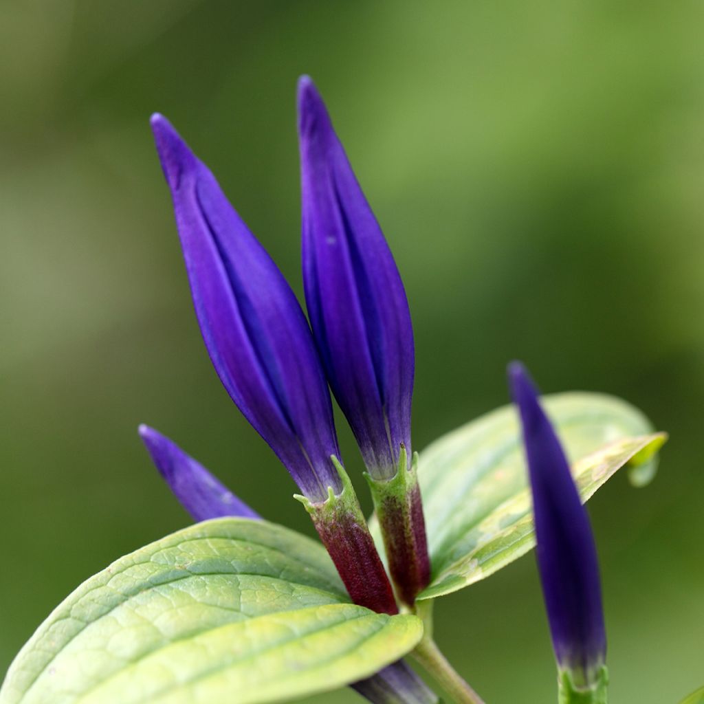 Gentiana asclepiadea - Zijdeplantgentiaan