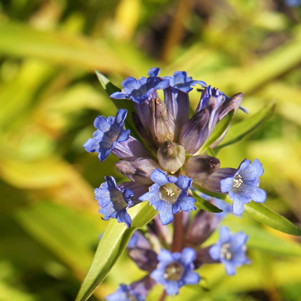 Gentiana dahurica - Siberische gentiaan