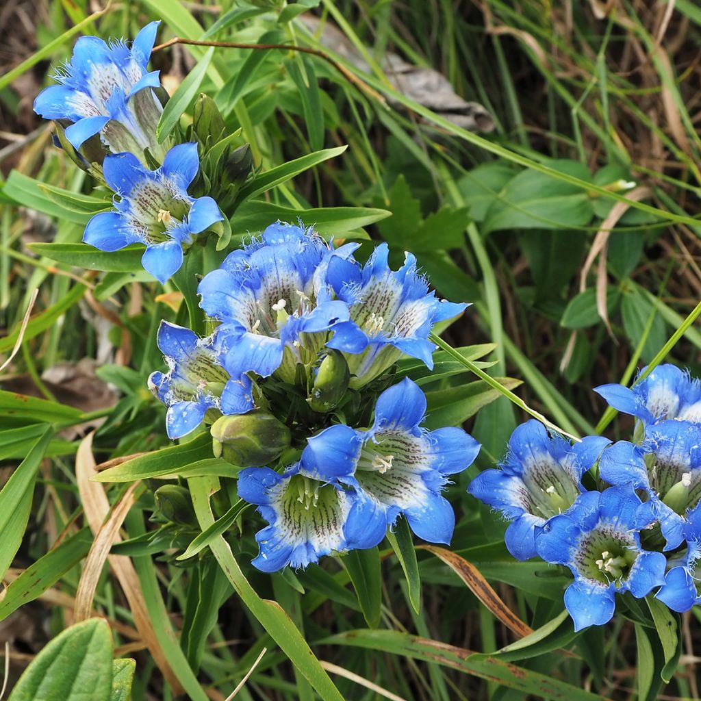 Gentiana sino-ornata - Gentiaan