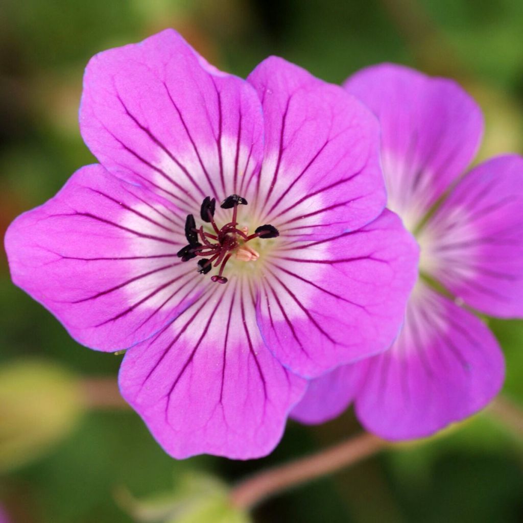 Geranium wallichianum Kelly-Anne - Ooievaarsbek