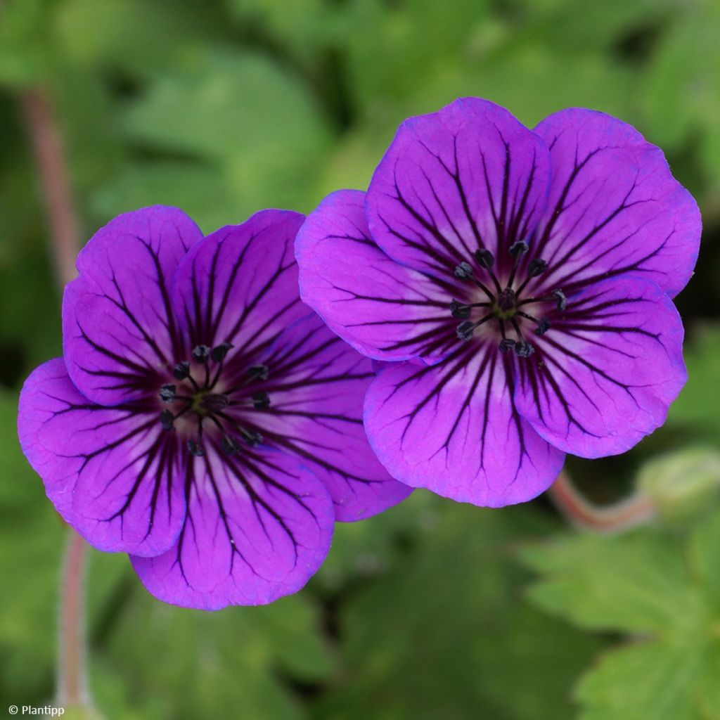 Geranium Anne's Family Mary Anne - ooievaarsbek