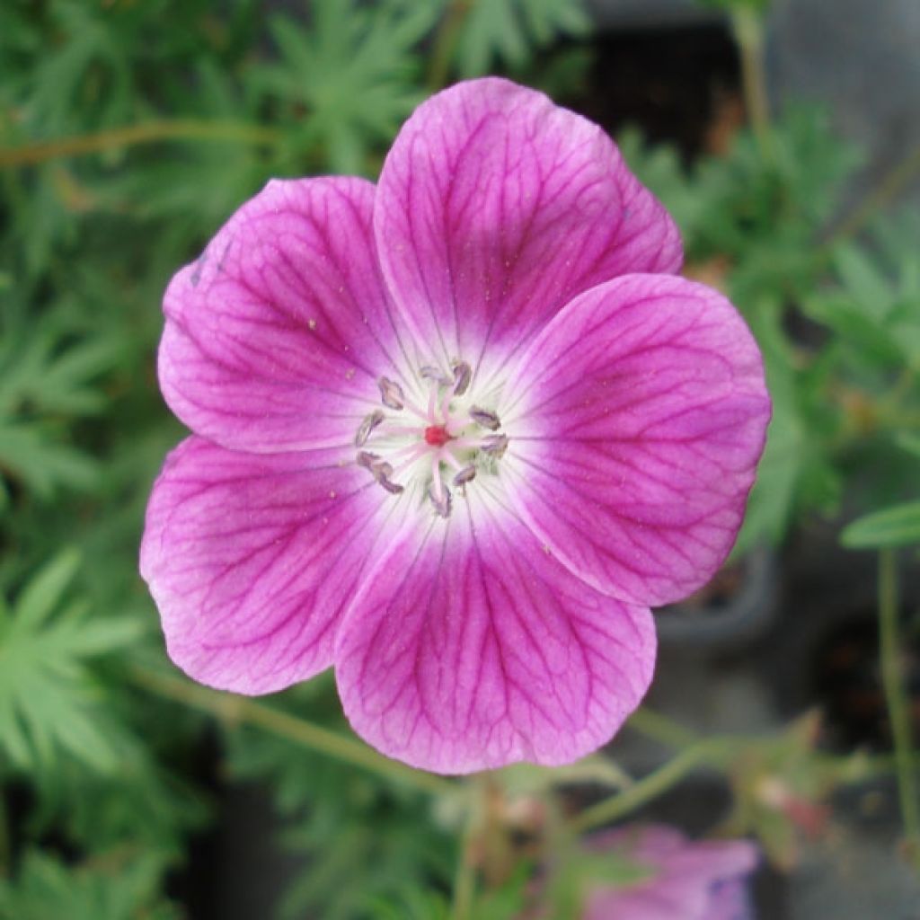 Geranium sanguineum Elke - Bloedooievaarsbek
