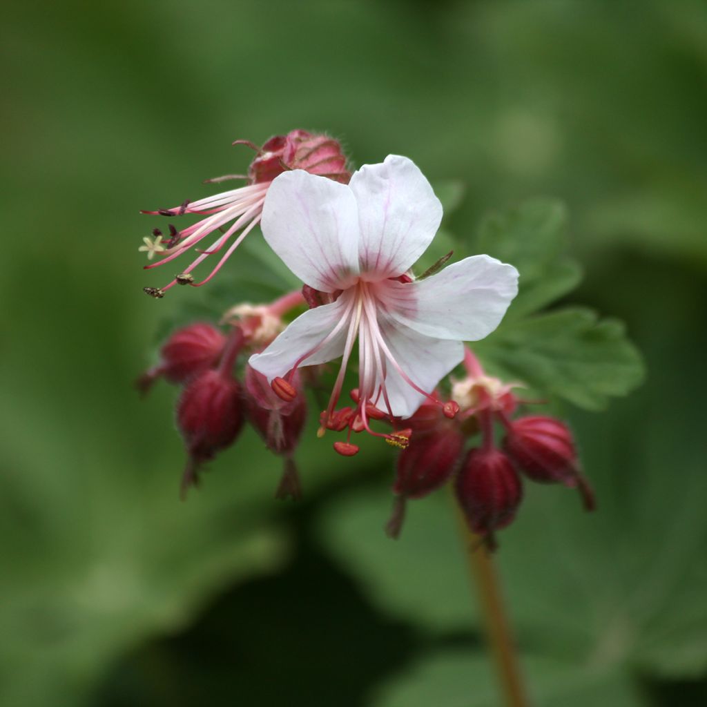 Geranium macrorrhizum Spessart - Rotsooievaarsbek