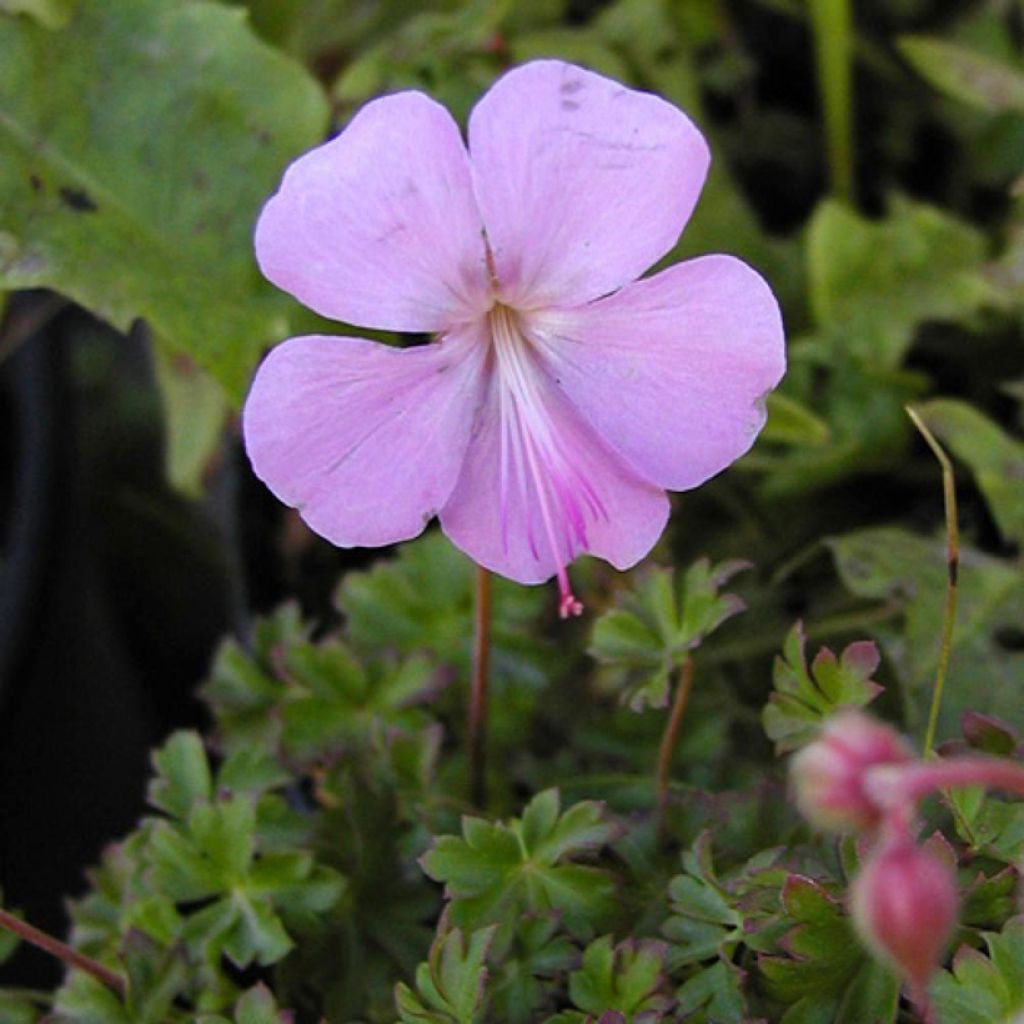 Geranium dalmaticum - Ooievaarsbek