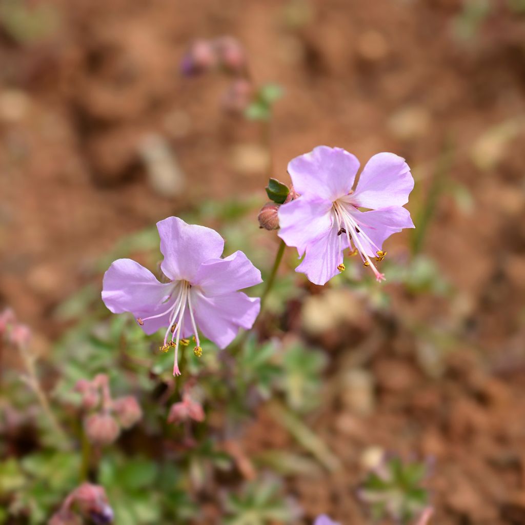 Geranium dalmaticum - Ooievaarsbek