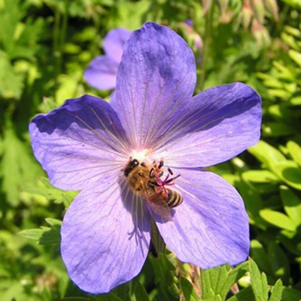 Geranium Johnson's Blue - Ooievaarsbek
