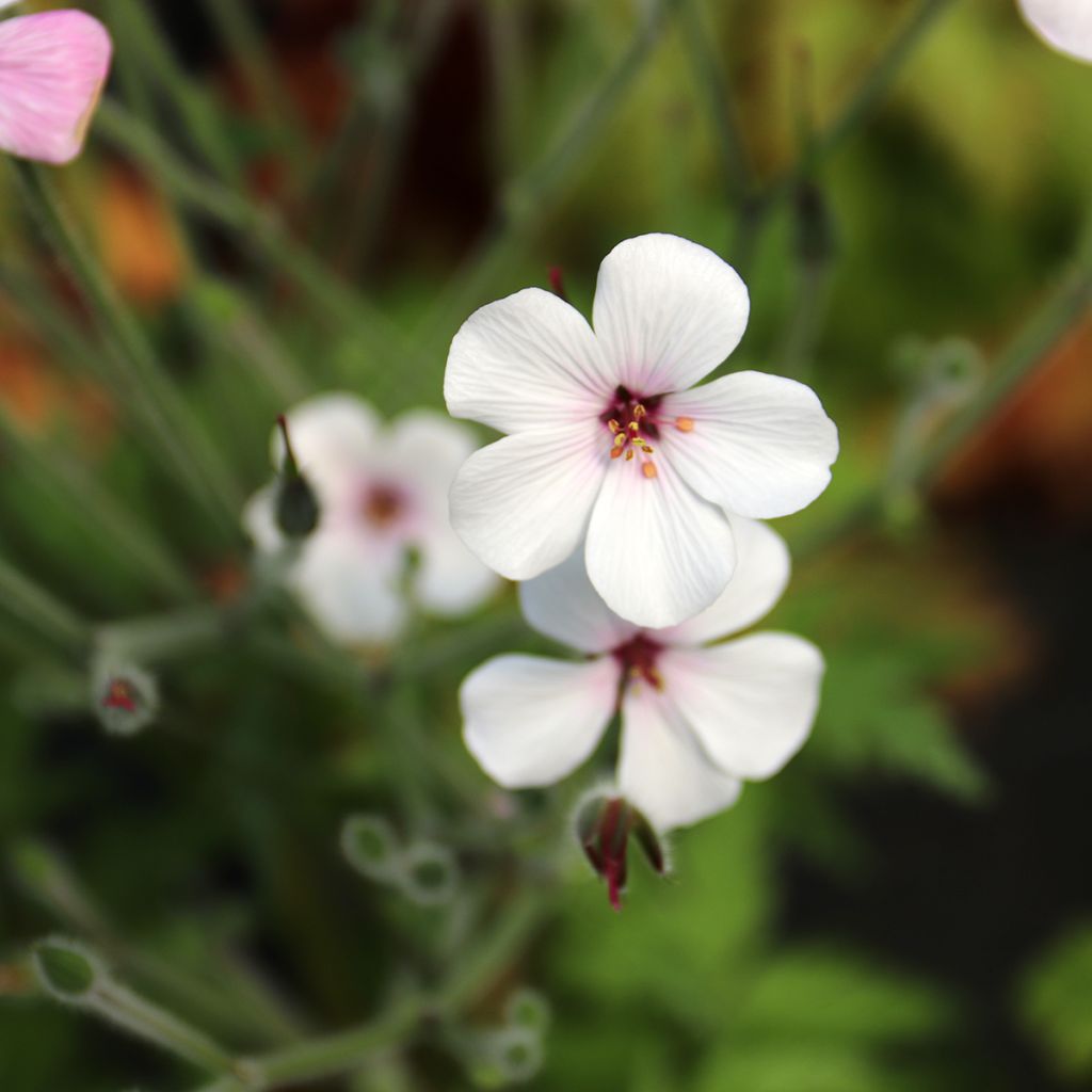 Geranium maderense Album - Madeira-ooievaarsbek