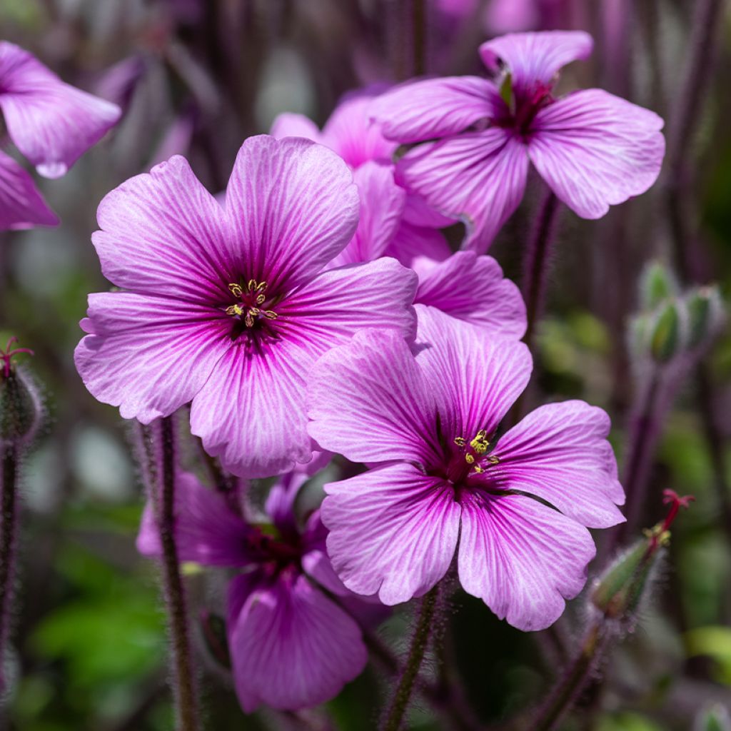 Geranium maderense - Madeira-ooievaarsbek