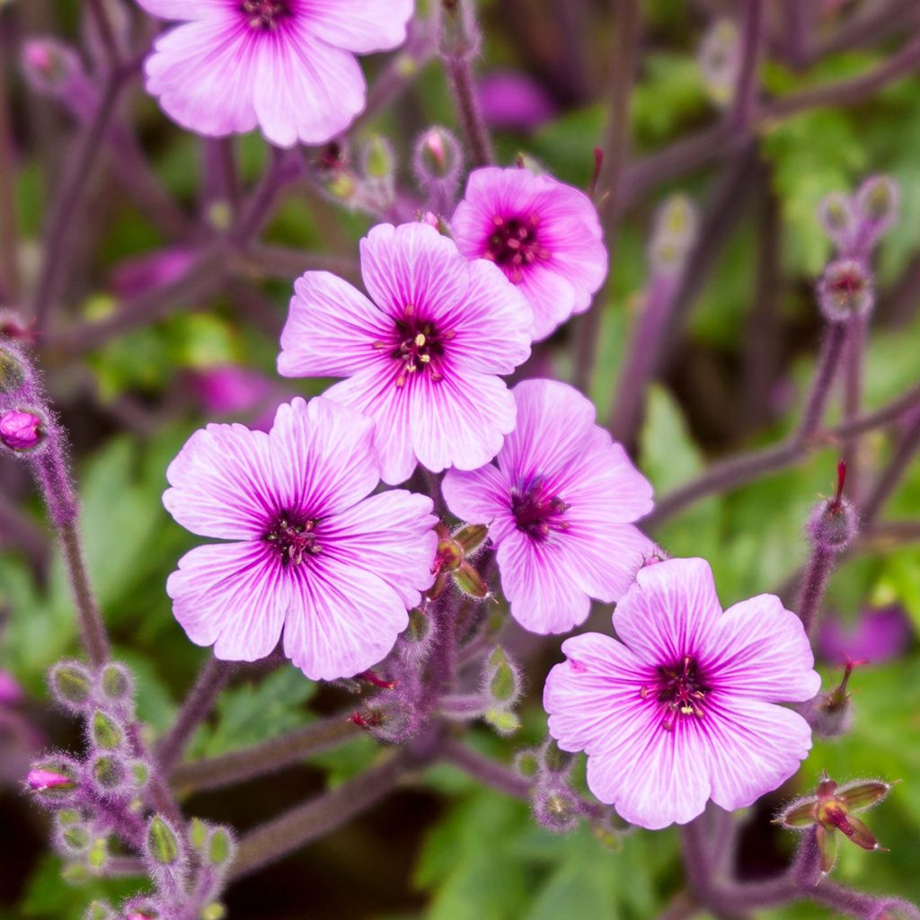 Geranium maderense - Madeira-ooievaarsbek