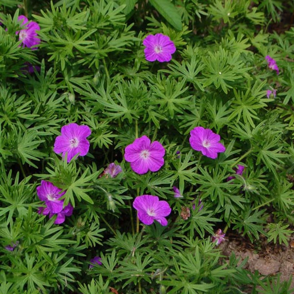 Geranium sanguineum - Bloedooievaarsbek