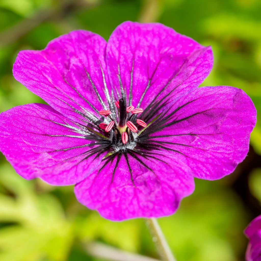 Geranium Anne Thomson - Ooievaarsbek