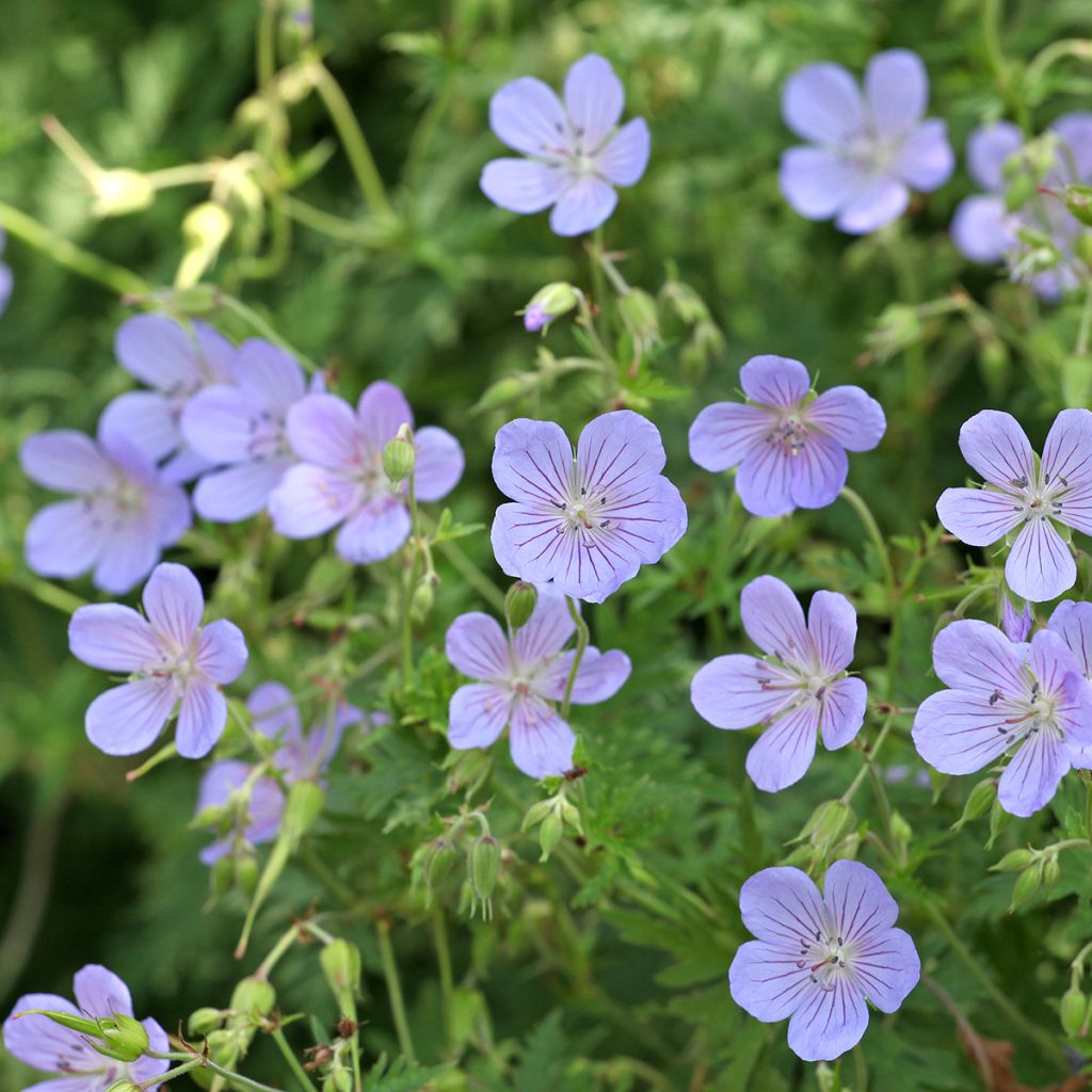 Geranium collinum Blue Cloud - Ooievaarsbek