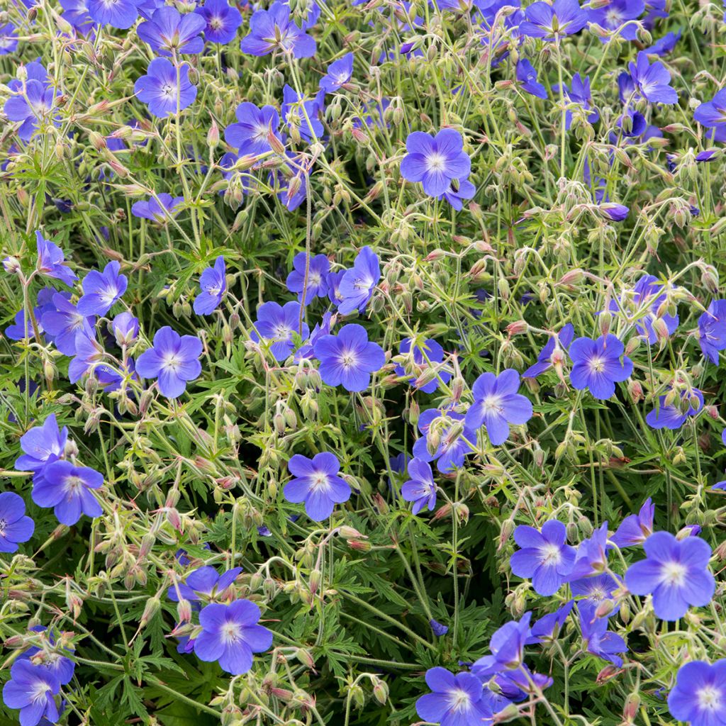 Geranium Brookside - Ooievaarsbek