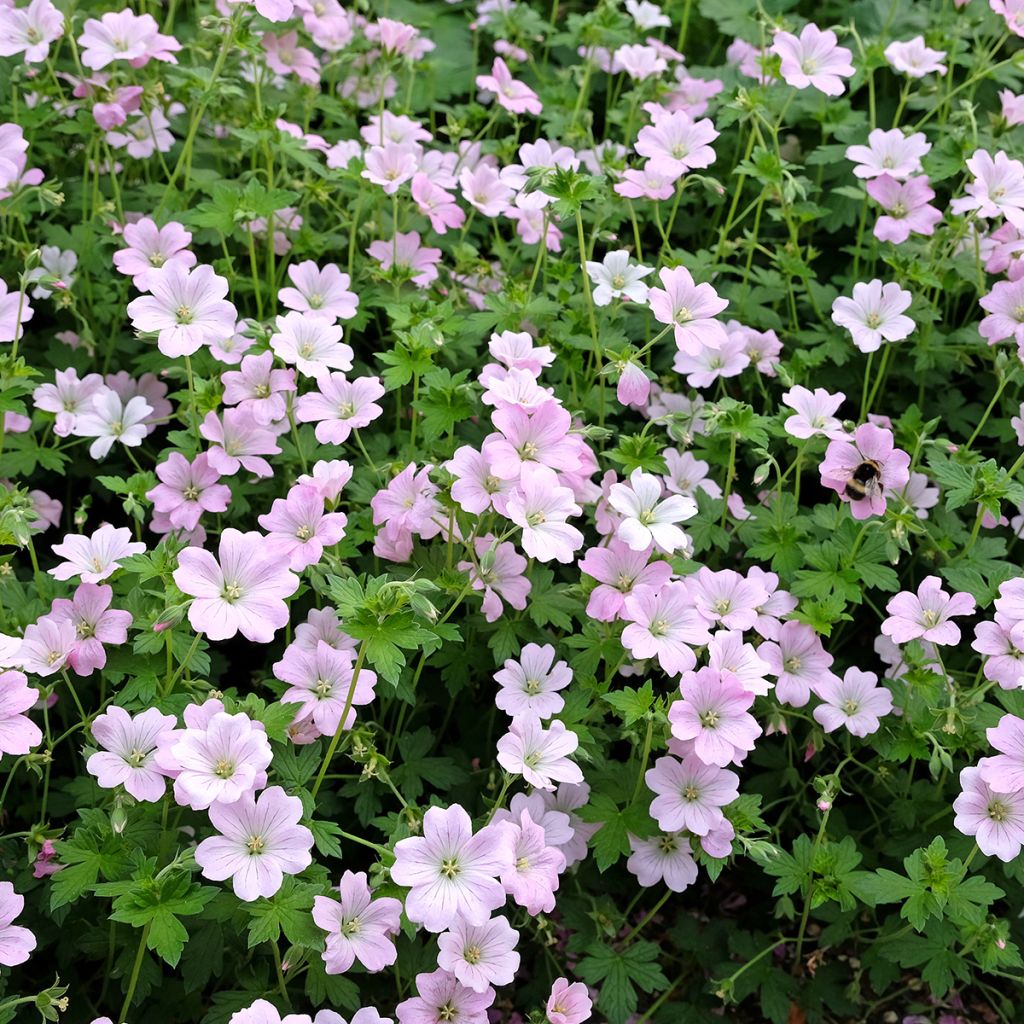 Geranium Dreamland - Ooievaarsbek
