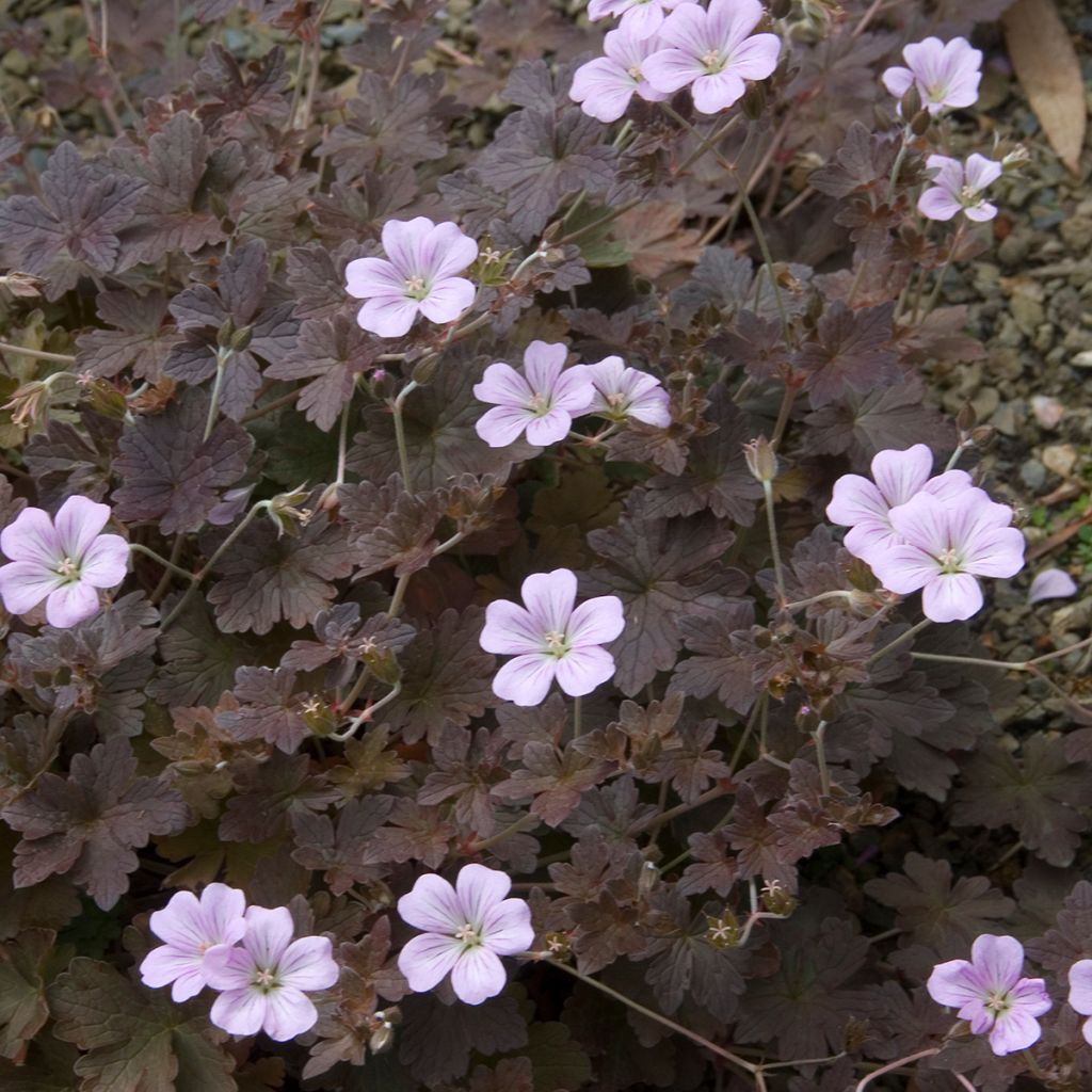 Geranium oxonianum Dusky Crug - Ooievaarsbek