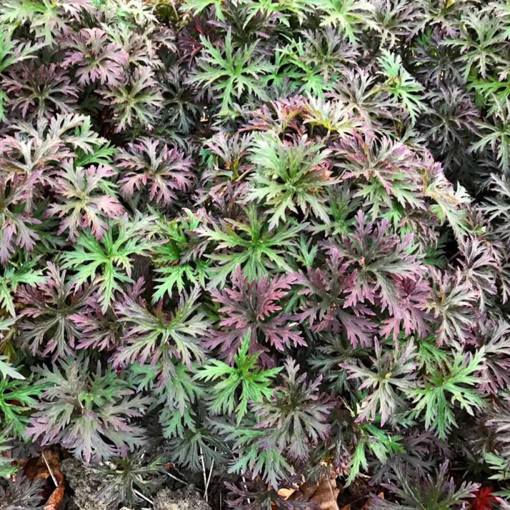 Geranium pratense Femme Fatale - Beemdooievaarsbek