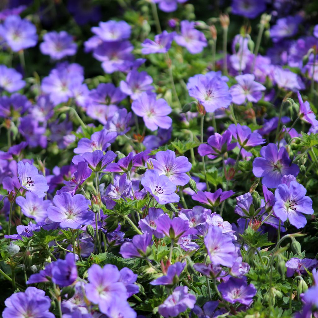 Geranium Orion - Ooievaarsbek