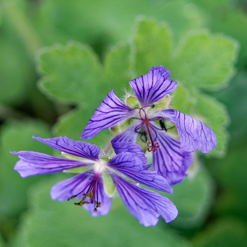 Geranium renardii Philippe Vapelle - Kaukasische ooievaarsbek