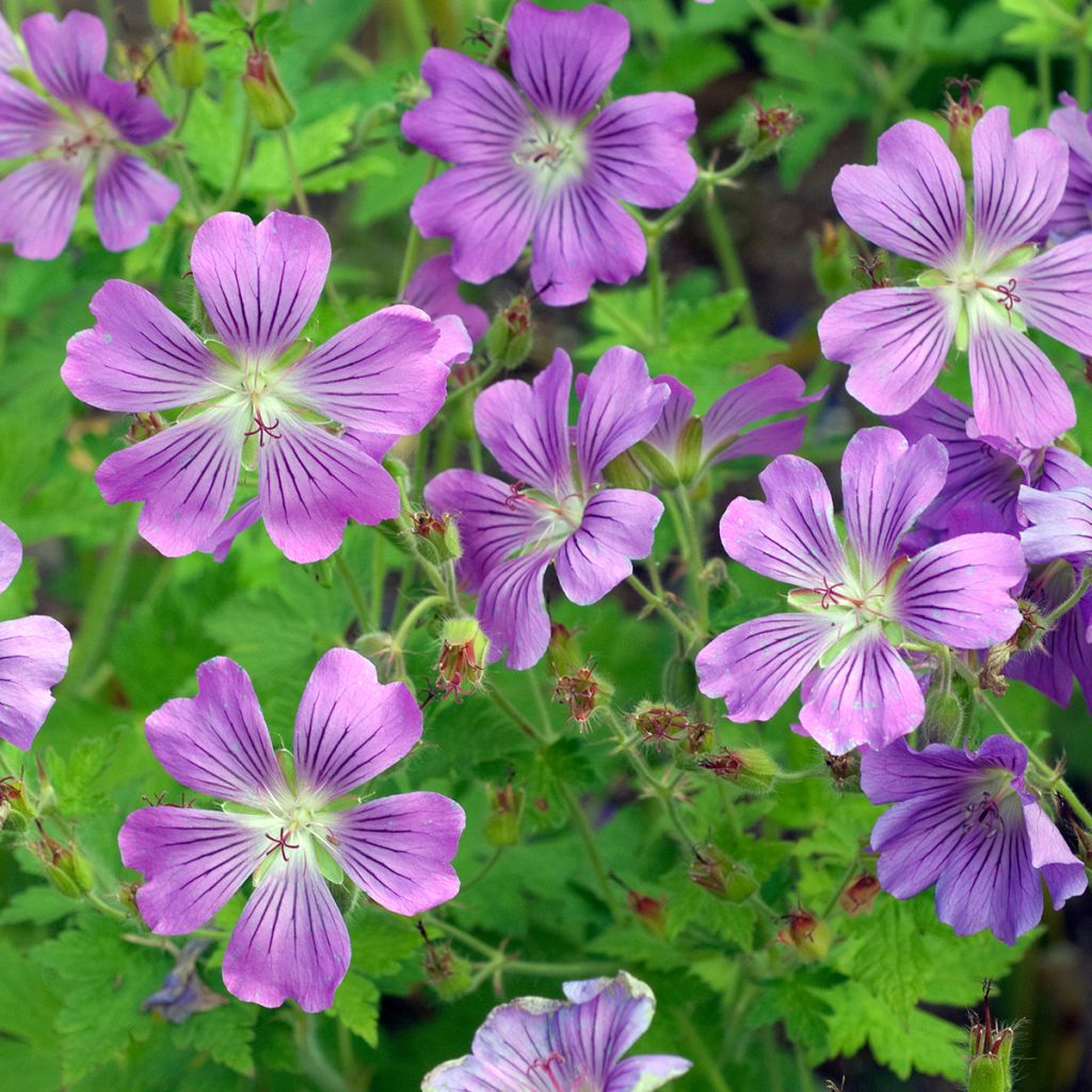 Geranium Sirak - Ooievaarsbek