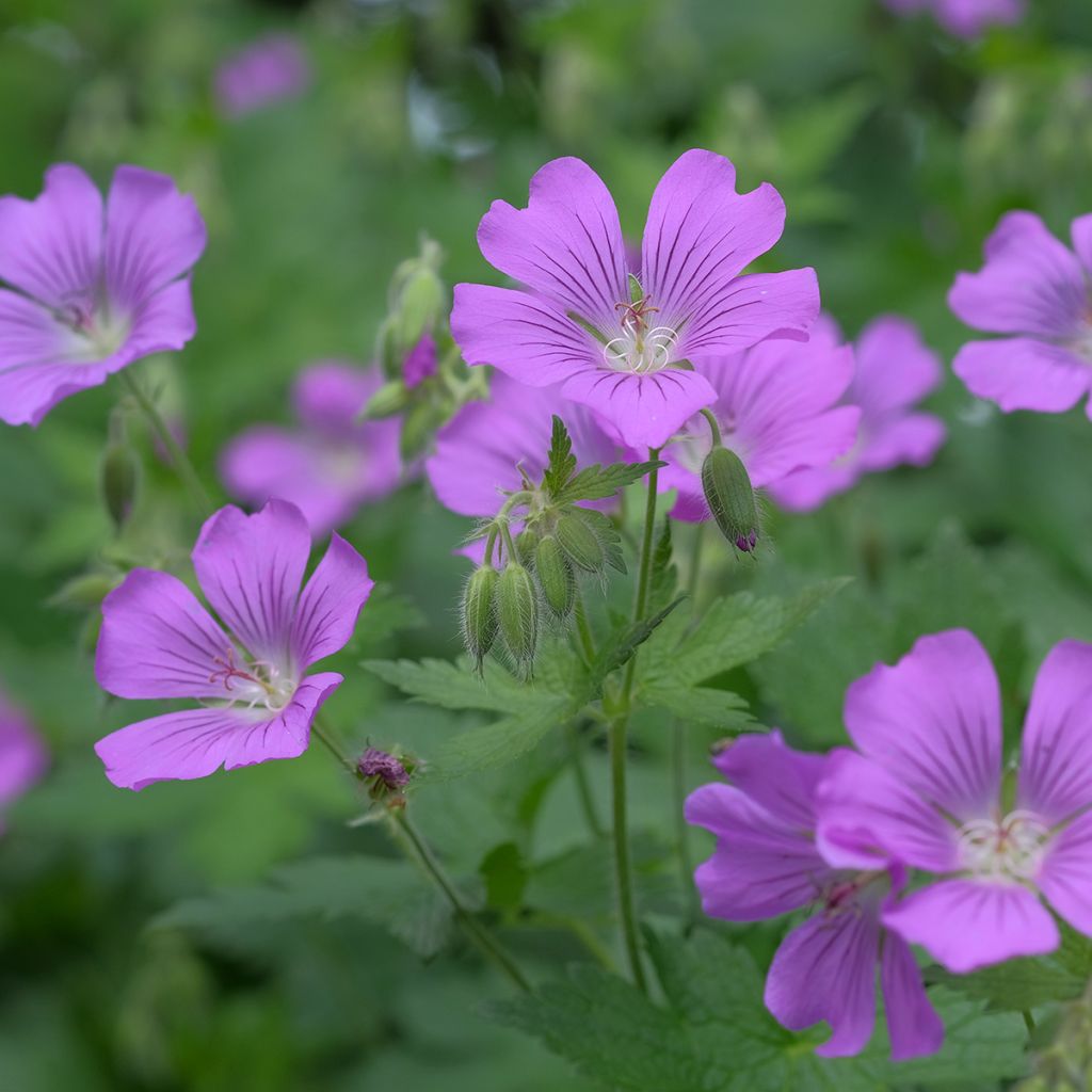 Geranium Sirak - Ooievaarsbek